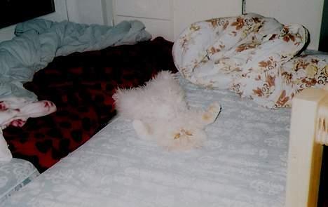 Perser Belle - 100% afslapning billede 8