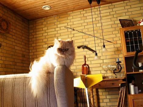 Perser Belle billede 9