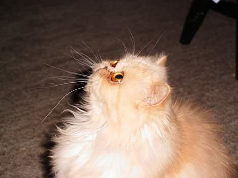 Perser Belle billede 10