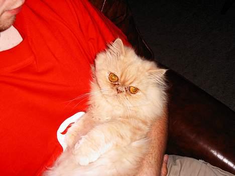 Perser Belle - Fars lille baby billede 11