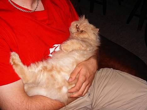 Perser Belle billede 12