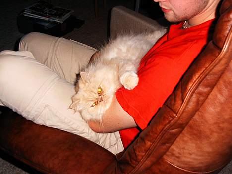 Perser Belle billede 13