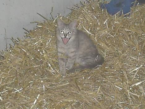 Huskat Bianca - jeg HAR sagt til dig du ikke må forskrække mig!! Hihi billede 13