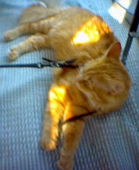 Maine Coon Dino - Dovner på ferie billede 10