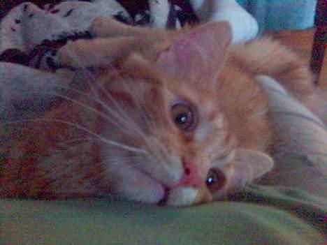 Maine Coon Dino - Ihhhh hvor er jeg altså nuttet billede 11