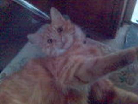 Maine Coon Dino - Pjatter med min mor billede 12