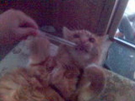 Maine Coon Dino - NU ÆDER jeg dig!!!! billede 13