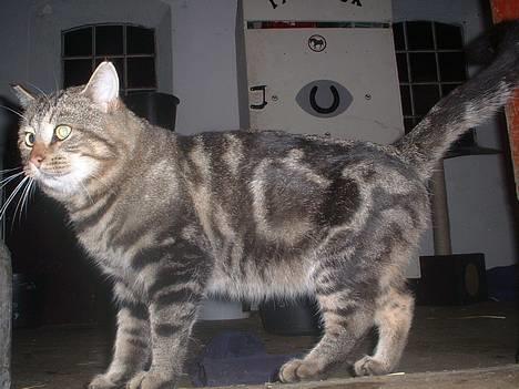 Blanding af racer Jason - Hele mig.. :) billede 1