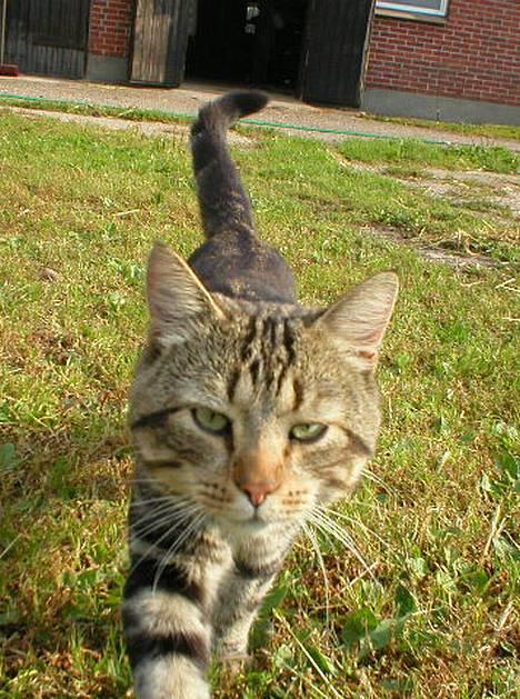 Blanding af racer Jason - Se mig..!   :D billede 2