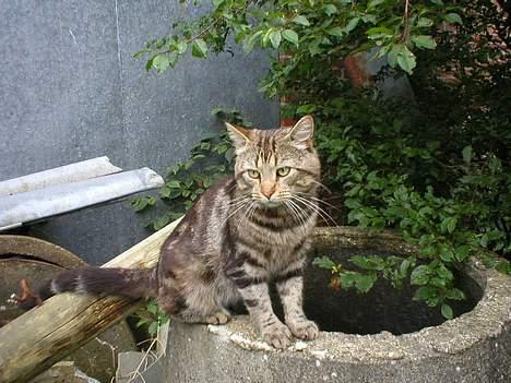 Blanding af racer Jason - Jason.. <3 billede 3