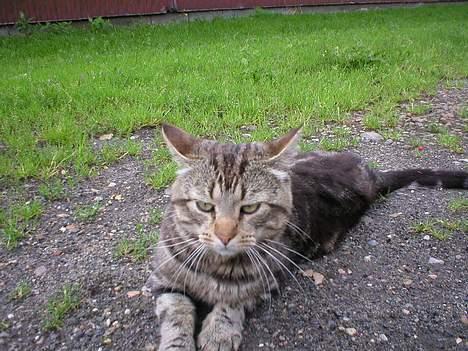 Blanding af racer Jason billede 4