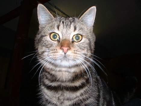 Blanding af racer Jason billede 5