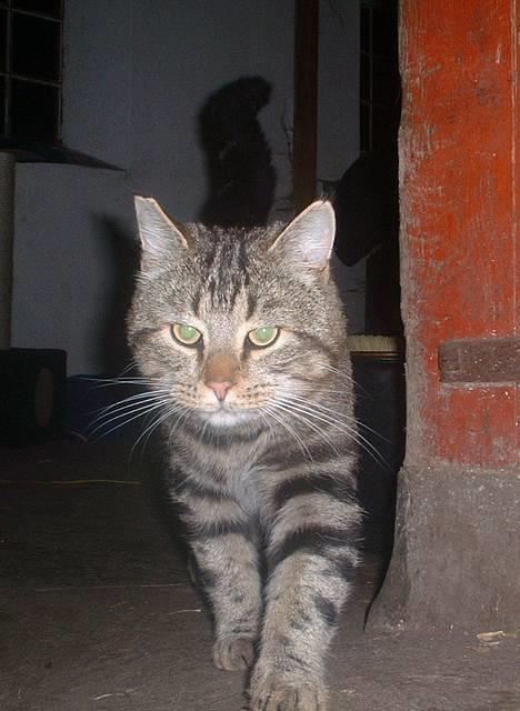 Blanding af racer Jason - Raaw.. ;p billede 6