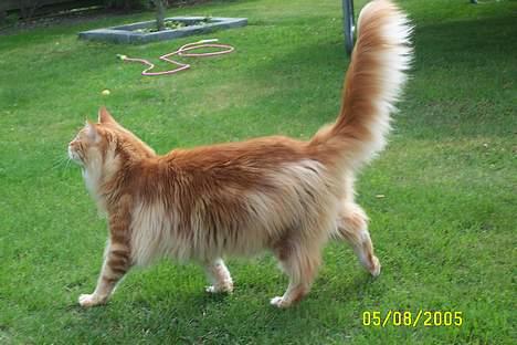 Maine Coon the dream (felix) billede 5