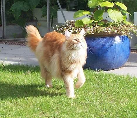 Maine Coon the dream (felix) billede 6