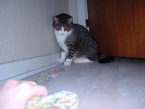 Huskat mille<3 - nyt billede 9