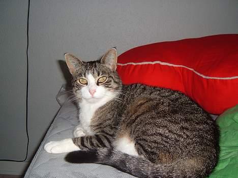 Huskat mille<3 - nyt billede 10