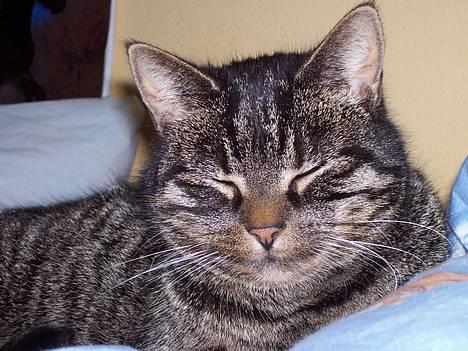 Huskat Fine - Et kamara.. Nøj hvor spændene!! billede 1