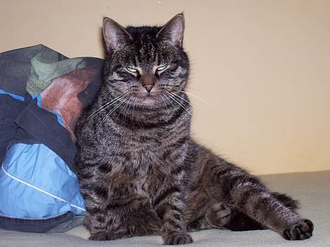 Huskat Fine - Hej med dig (: billede 2