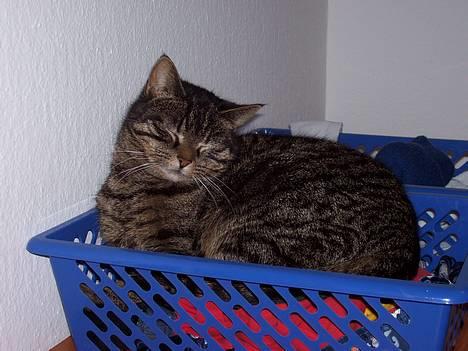 Huskat Fine - Dejligt og ligge i kurven med nattøj (: billede 3