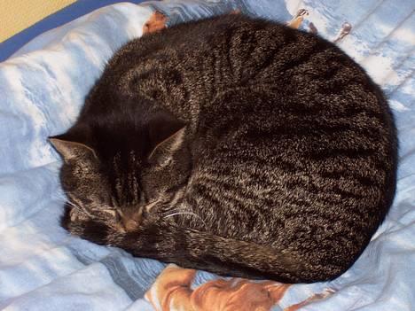 Huskat Fine - Er jeg ikk køn? billede 4