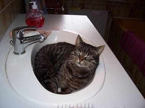 Huskat Fine - Jeg har lige fundet et godt sted at ligge (: billede 5