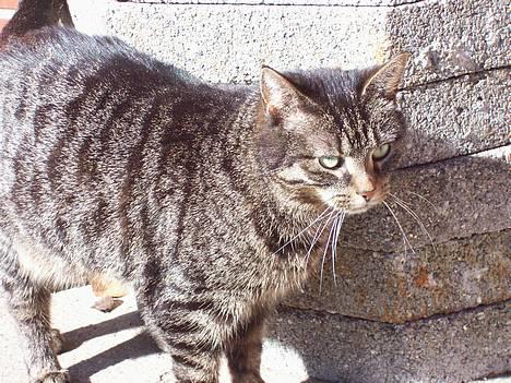 Huskat Fine - Hejsa (: billede 6