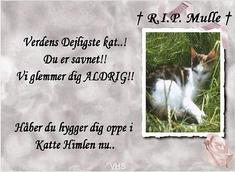 Blanding af racer Mulle †DØD† :'( billede 15