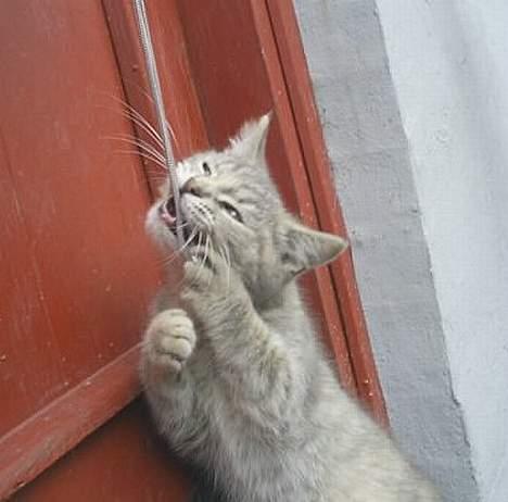 Huskat Bianca - Haps  :-) billede 14