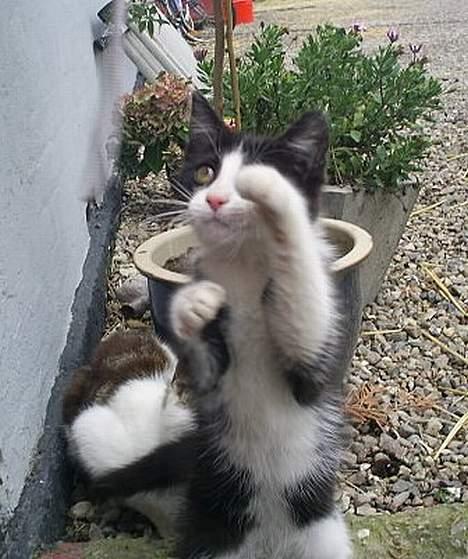 Huskat Præsten billede 7