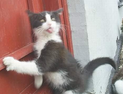 Huskat Præsten billede 8