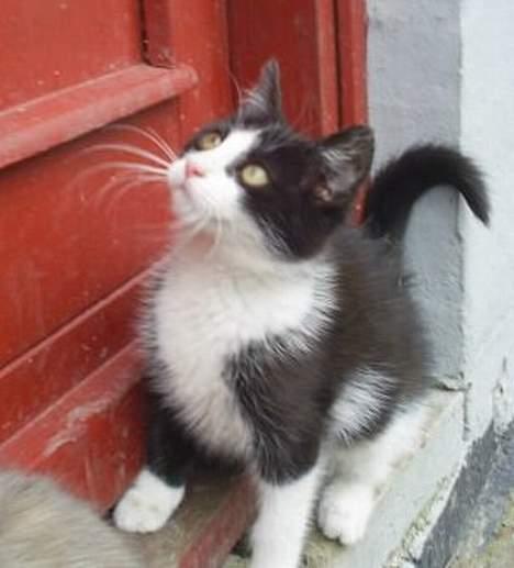 Huskat Præsten billede 9