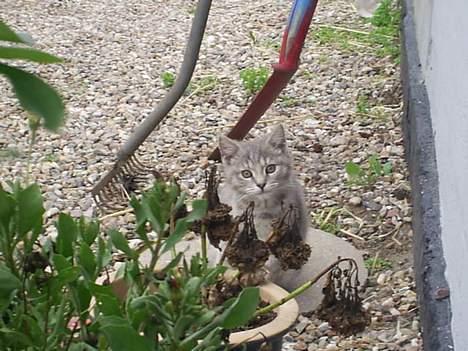 Huskat Bianca - JEG ELSKER NATUREN<3<3 billede 15