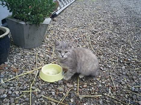 Huskat Bianca billede 16