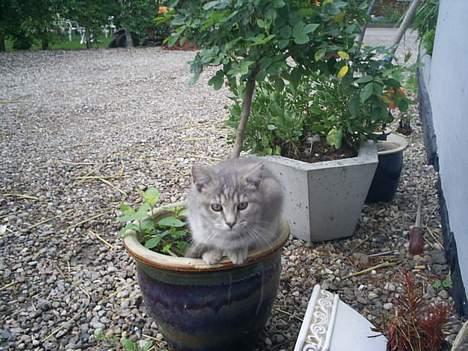 Huskat Bianca billede 17