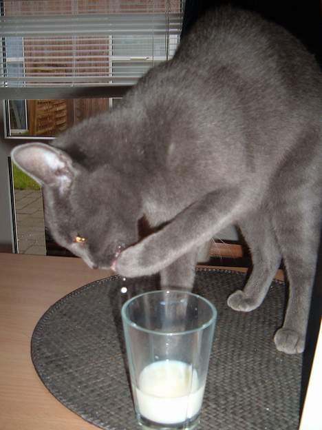 Blanding af racer Bella billede 12