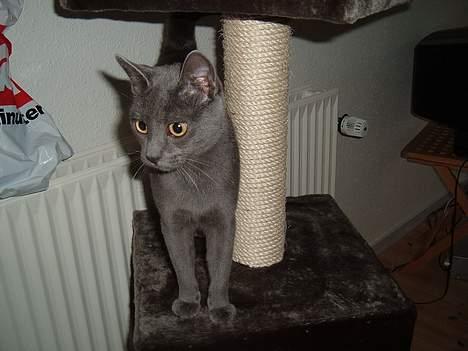 Blanding af racer Bella billede 13