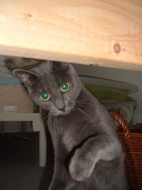 Blanding af racer Bella billede 14