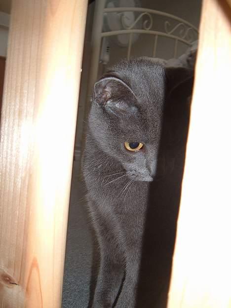 Blanding af racer Bella billede 15