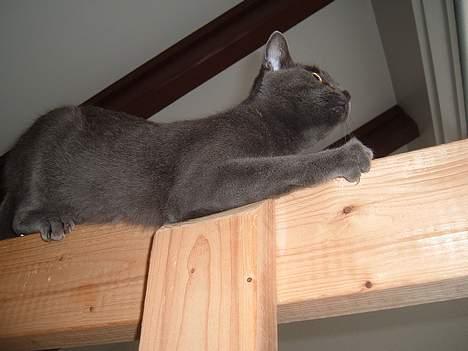 Blanding af racer Bella billede 16