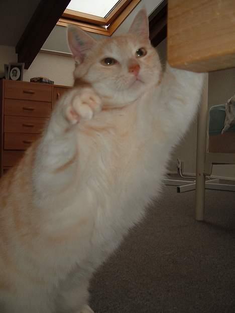 Blanding af racer Baloo - her sætter jeg lige mine mærker billede 11