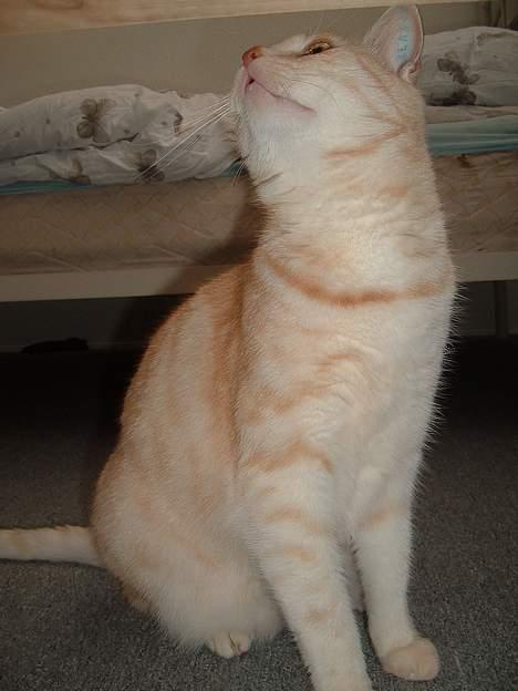 Blanding af racer Baloo billede 12