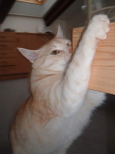 Blanding af racer Baloo - jeg har den!! billede 13