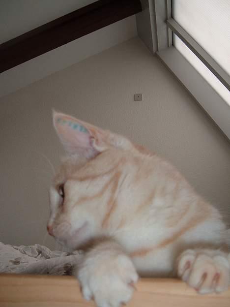 Blanding af racer Baloo billede 14