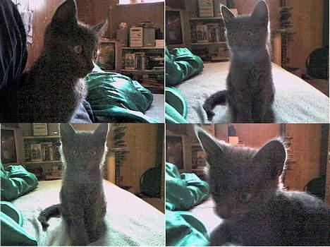 Russian Blue Pelle - Billederne er taget med mobilen, så kvaliteten er ikke så god... billede 15