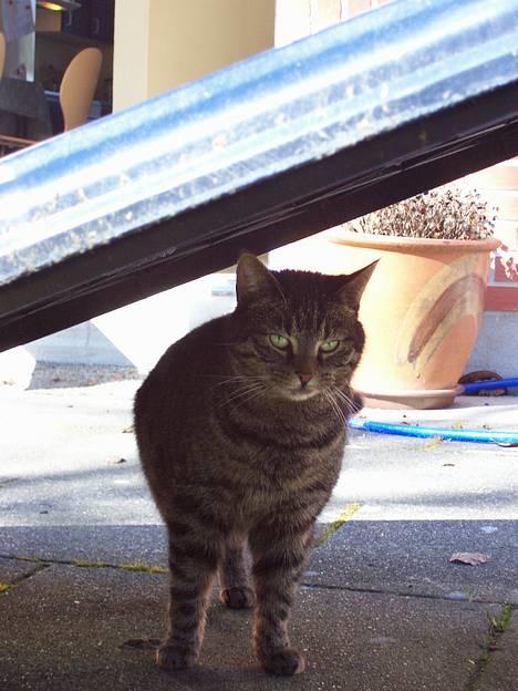 Huskat Fine - Her står jeg!!! billede 7