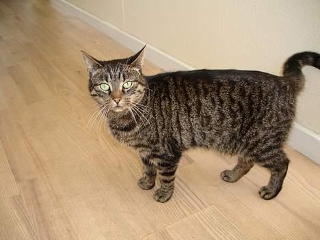 Huskat Fine - Se hvor fin jeg er!! billede 8