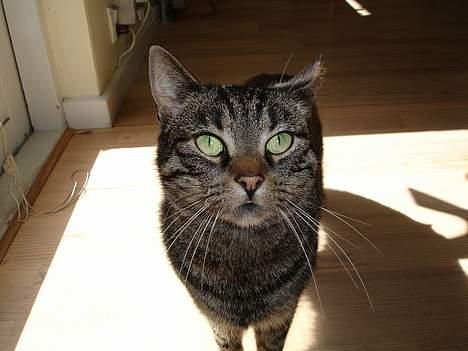 Huskat Fine - Uuuuuh´! Et kamera! Nåårh´ bare sådan et! Sådan et har jeg da set MAAAASSER af gange! billede 9