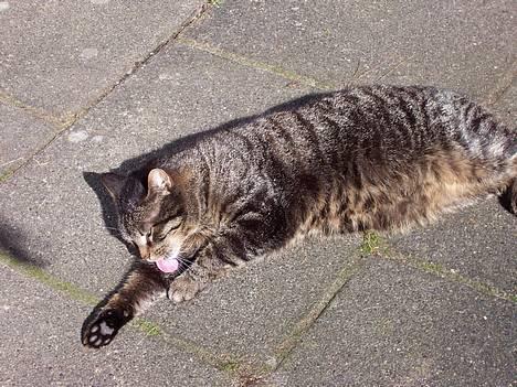 Huskat Fine - Dejligt og sidder her i solen! billede 10