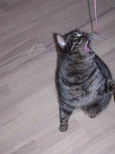 Huskat Fine - Nu fanger jeg dig!!! billede 11